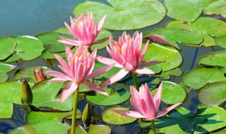 盆栽荷花该如何种植呢(荷花怎么栽植)