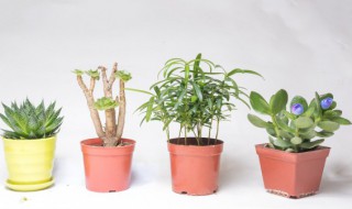 水培定植篮的自制方法 水培种植方法