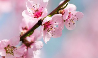 家里放什么花招桃花（家里常放什么花招桃花）