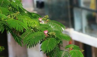 如何种好合欢盆景 合欢盆栽怎么种植