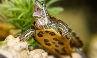 龟放家里什么位置好（龟在家放在哪个好）