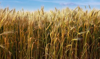 告诉我们如何种好庄稼的谚语(关于庄稼的农家谚语)