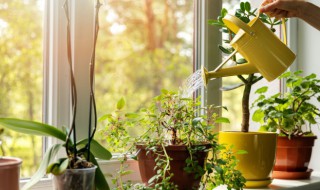 什么植物驱蚊效果最好 什么植物驱蚊效果最好而且健康