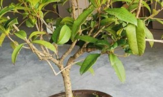 阳台种桂花树的禁忌 桂花树种阳台的风水禁忌