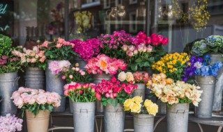 阳台上适合种什么花草 适合阳台上种的花草