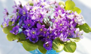 空花瓶放家里什么位置（空花瓶放家里什么位置风水好）