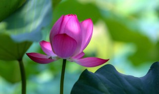 火命的人家里放什么好（火命人家中放什么好）