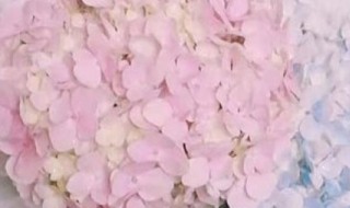 绣球花水培方法（绣球花水培方法和注意事项）