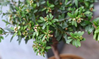 如何种植好赤楠（赤楠如何养殖）