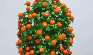 如何种好金钱橘（金钱橘怎么养活）