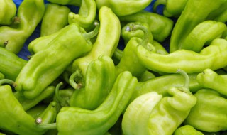 阳台种辣椒怎么授粉（阳台上种辣椒如何授粉）