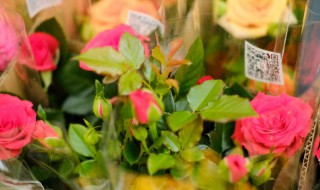 适合阳台种的月季(适合阳台种的月季品种)