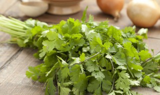 阳台种香菜的方法 怎么在阳台上种香菜