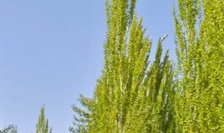 如何种好杨树（家种杨树好吗）