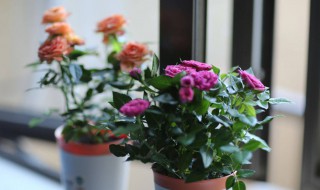 阳台上种玫瑰行不（阳台能种玫瑰吗）
