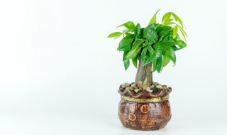 阳台适合种什么（阳台适合种什么果树）