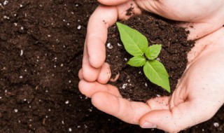 刚种的树怎么浇水 刚种的树苗怎么浇水