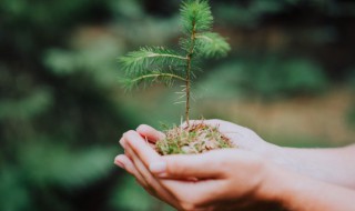 阳台种哪些果树好养 阳台最好养的果树有哪些