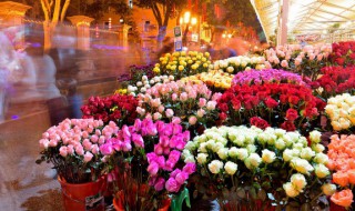 西边阳台种什么花 西边阳台种什么花好