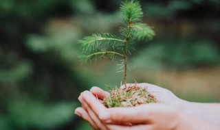 阳台有土能种什么多叶的树 阳台上种树要多厚的土