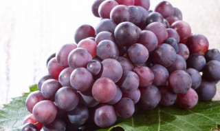 阳台上种葡萄好吗 阳台上种葡萄树好吗