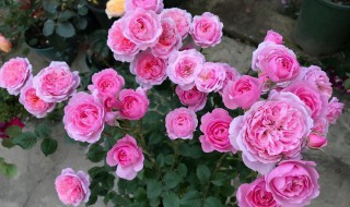 阳台种月季风水好吗（家里种月季花风水好不好）