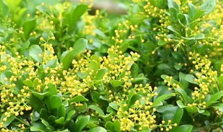 适合种阳台的花 适合阳台栽种的花