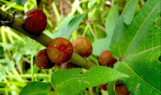 如何种好五指毛桃(五指毛桃种植)