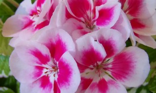 阳台上适合种什么花(阳台上面适合种什么花)