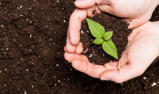 家里阳台种什么树好（家阳台适合种什么树）