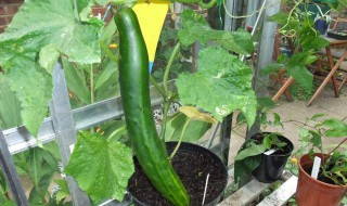 阳台种黄瓜怎么授粉（阳台种黄瓜需要人工授粉吗）