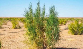 梭梭树怎么种 梭梭树生长环境