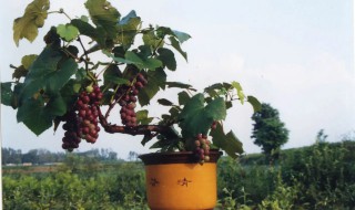 阳台种葡萄树方法（阳台盆栽葡萄树怎么养）