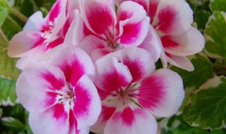 阳台最好种什么花（阳台种什么花比较好）