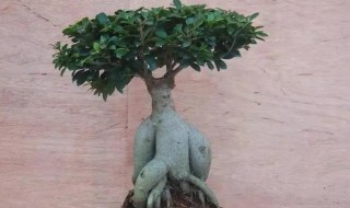 阳台种榕树好吗（阳台可以种榕树盆栽吗）