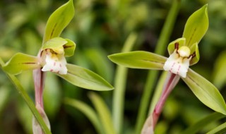 如何种好夜兰花 夜兰花种植方法与病害