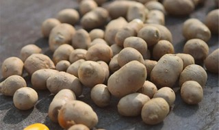 如何种好山药豆 怎样种山药豆才是最好的方法?