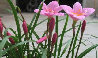 韭菜莲花怎么养殖方法（韭莲花的养殖方法）