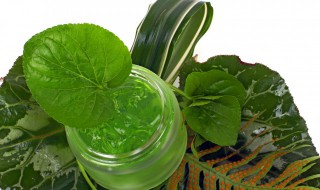 芦荟家庭养殖方法 芦荟种养方法