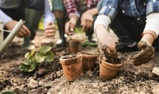 三角梅快速生根的方法是什么（三角梅怎么插枝生根快）