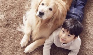 家里不让养狗怎么办(家里不让养狗怎么办还是学生)
