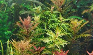 红雨伞如何种好(红雨伞怎么种)