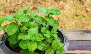 驱蚊驱虫的植物（驱蚊驱虫的植物盆栽怎么养）