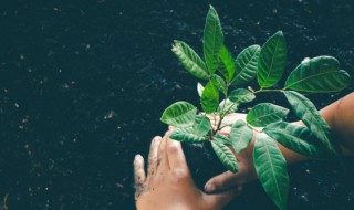 家里放什么植物最好（家里摆放什么绿植最好）