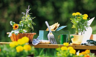 怀孕家里放什么植物好 怀孕了在家里养什么植物好