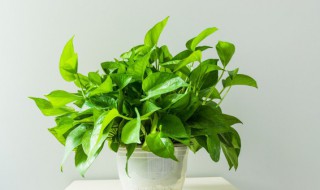 什么花放家里净化空气（家里放什么花能净化空气）