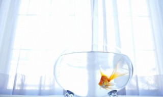 家里放鱼缸有什么好处（家里放鱼缸的好处）