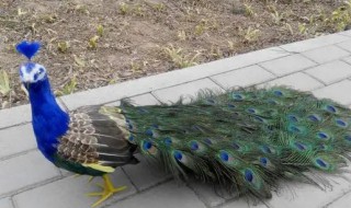 家里放孔雀毛什么意思(家里摆放孔雀羽毛有什么意思)