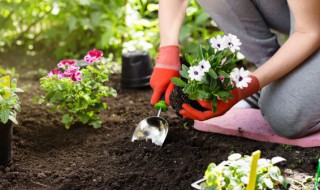 什么花放家里好 什么花放家里好看