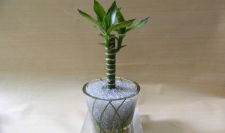 属牛家里放什么植物好 属牛的家里养什么植物好里摆什么好